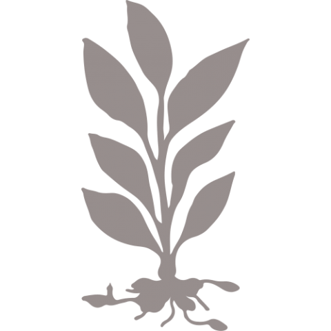 zelen-min.original.png zelen-min.original.png