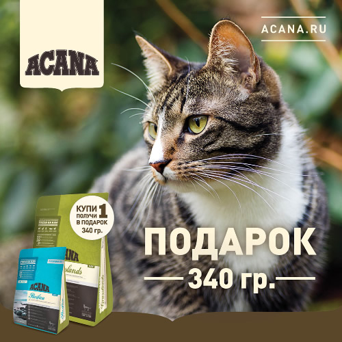 Акция на корм для кошек Акана