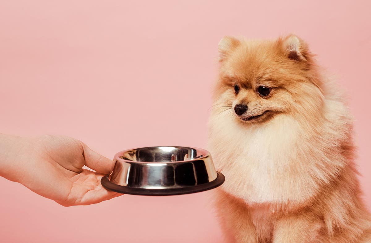 Что значит питание собаки без белка