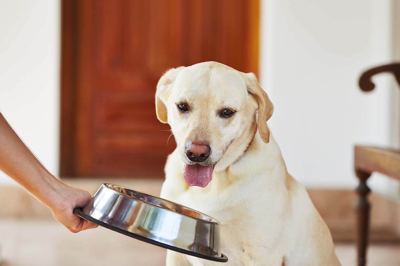 Почему собака плохо ест: основные причины и способы решения проблемы