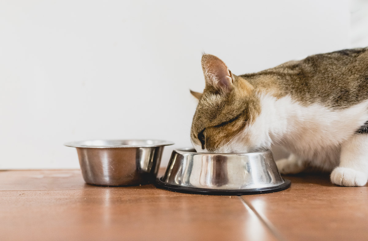 Как кормить кошку сухим и влажным кормом