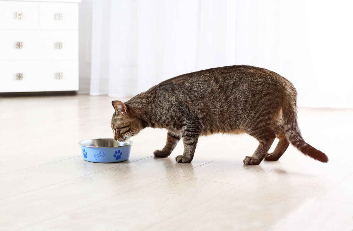 Как кормить кошку сухим кормом