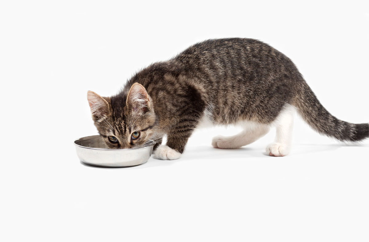 Как кормить котёнка сухим кормом