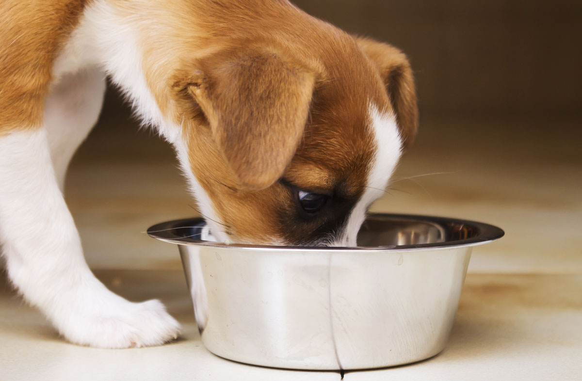 Советы, как кормить щенка в 3 месяца сухим кормом