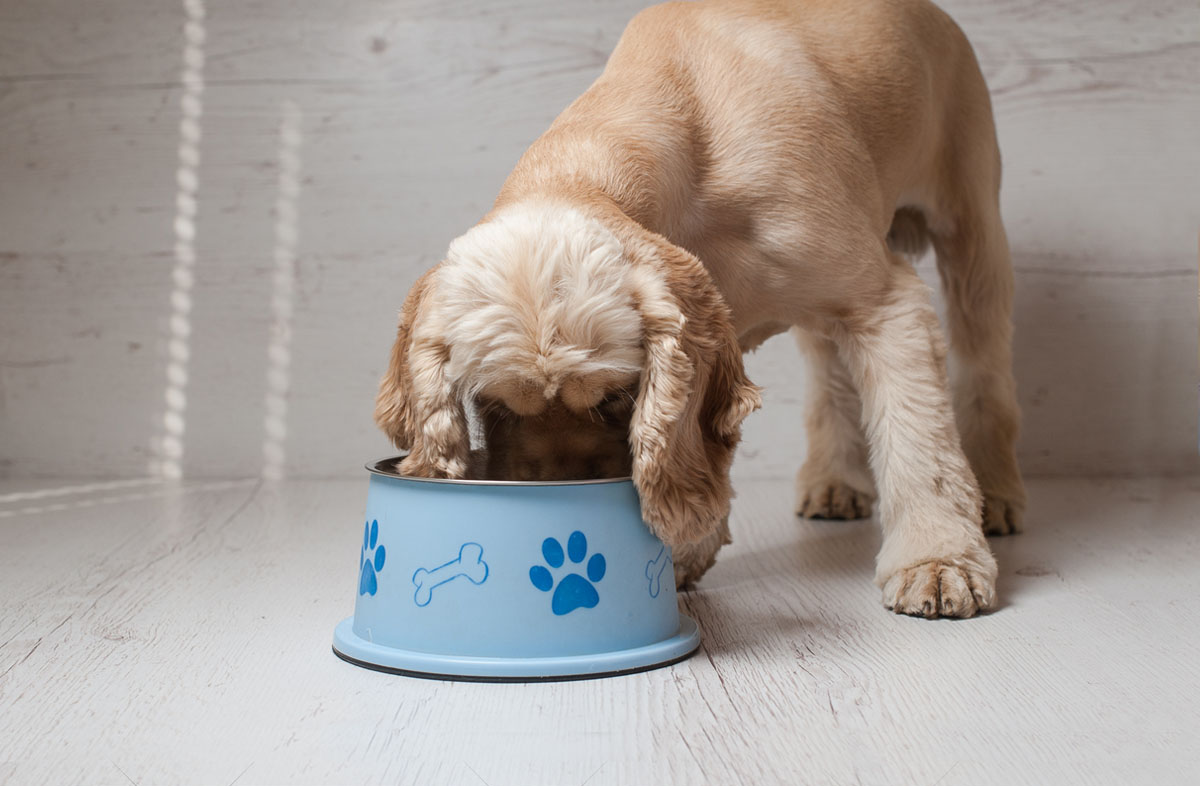 Как отмерить сухой корм для собак