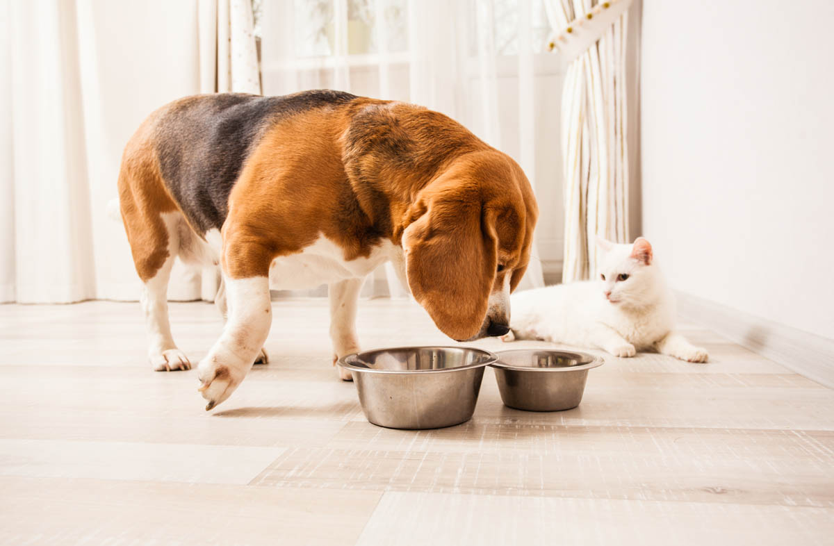 Как перевести на сухой корм собаку или кошку