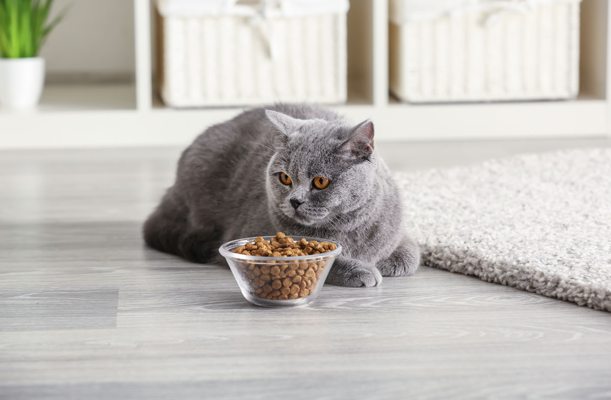 Как правильно кормить кота сухим кормом