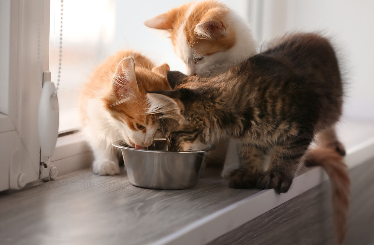 Как приучить котёнка к сухому корму