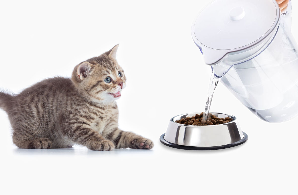 Как размачивать сухой корм для котят