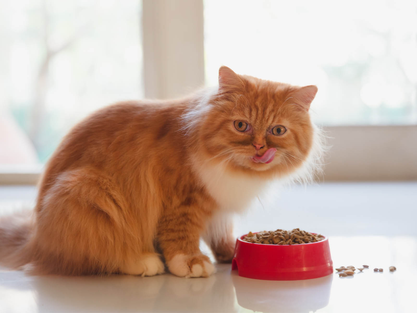 Корм «Акана»: норма кормления для кошек