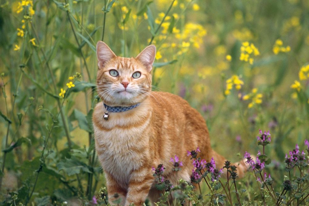 Пищевая аллергия у кошек