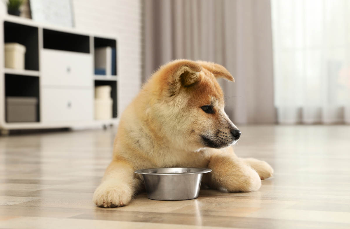 Стоит ли кормить щенка натуралкой и сухим кормом