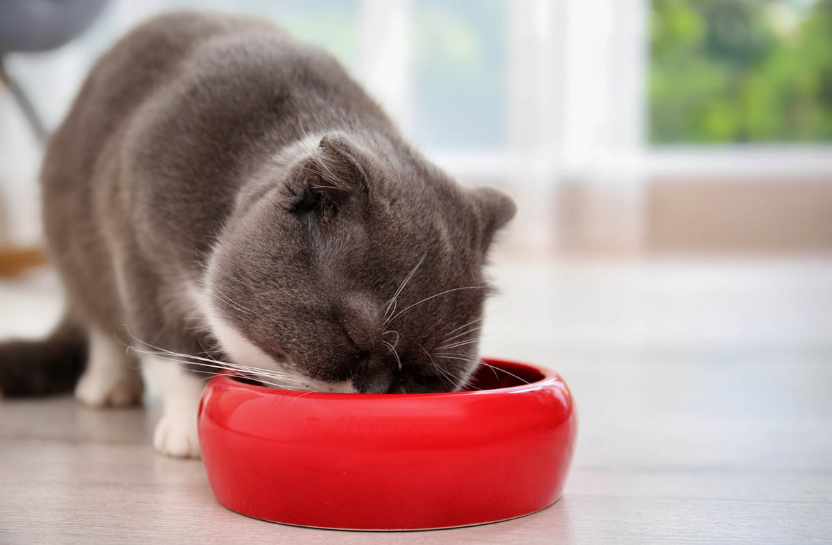 Кошка ничего не ест, кроме сухого корма — не вредно ли это для здоровья
