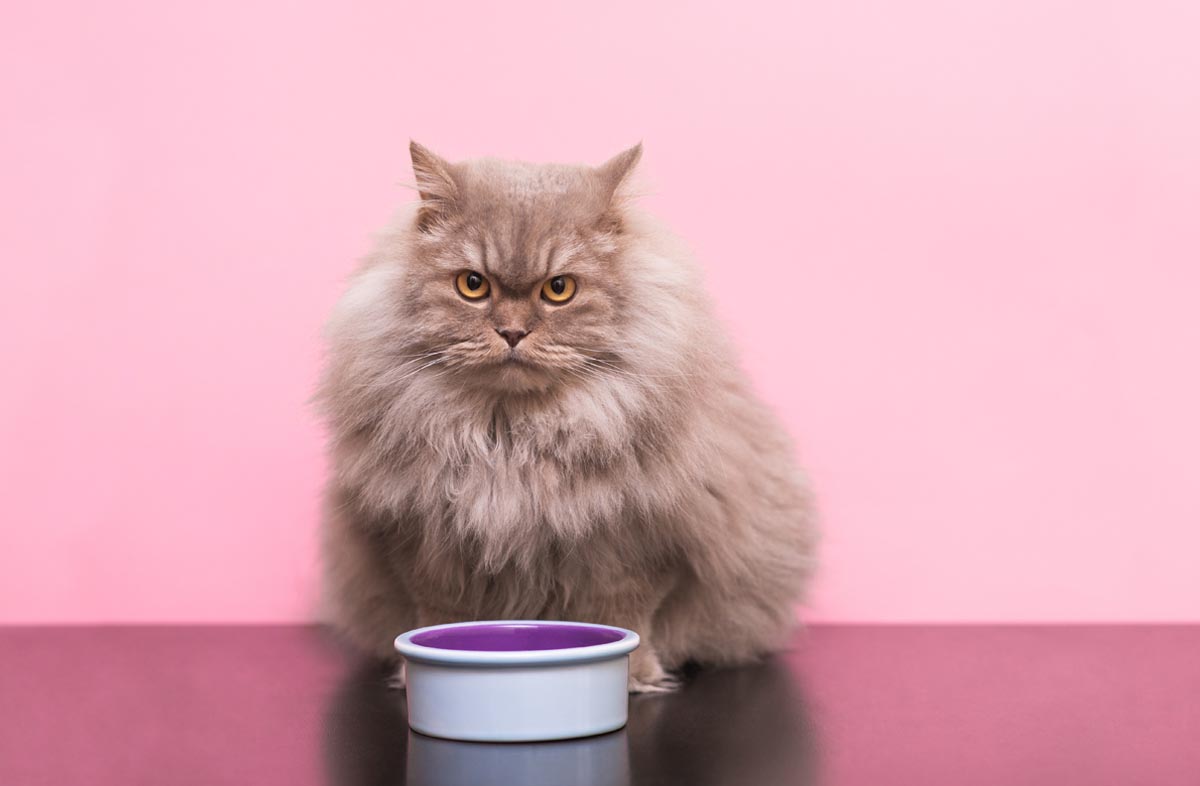 Кошка плохо ест сухой корм