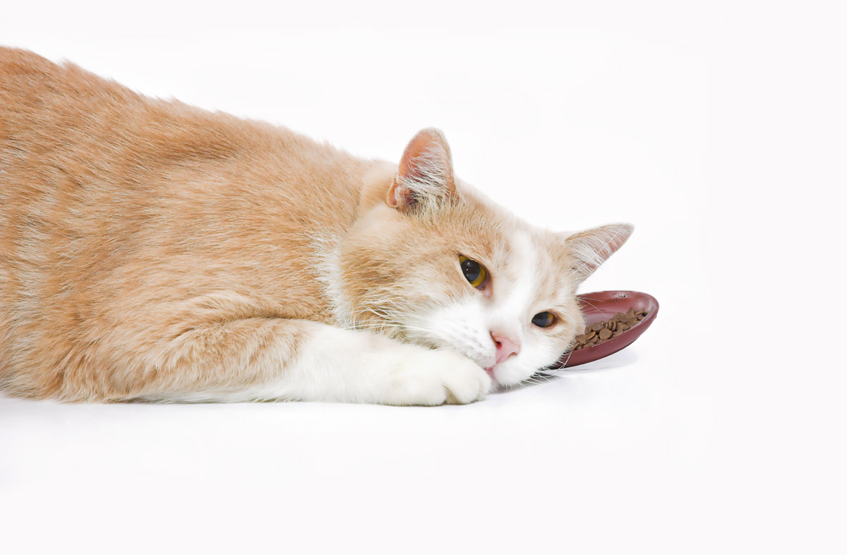 Кот не ест сухой корм: что делать в этой ситуации