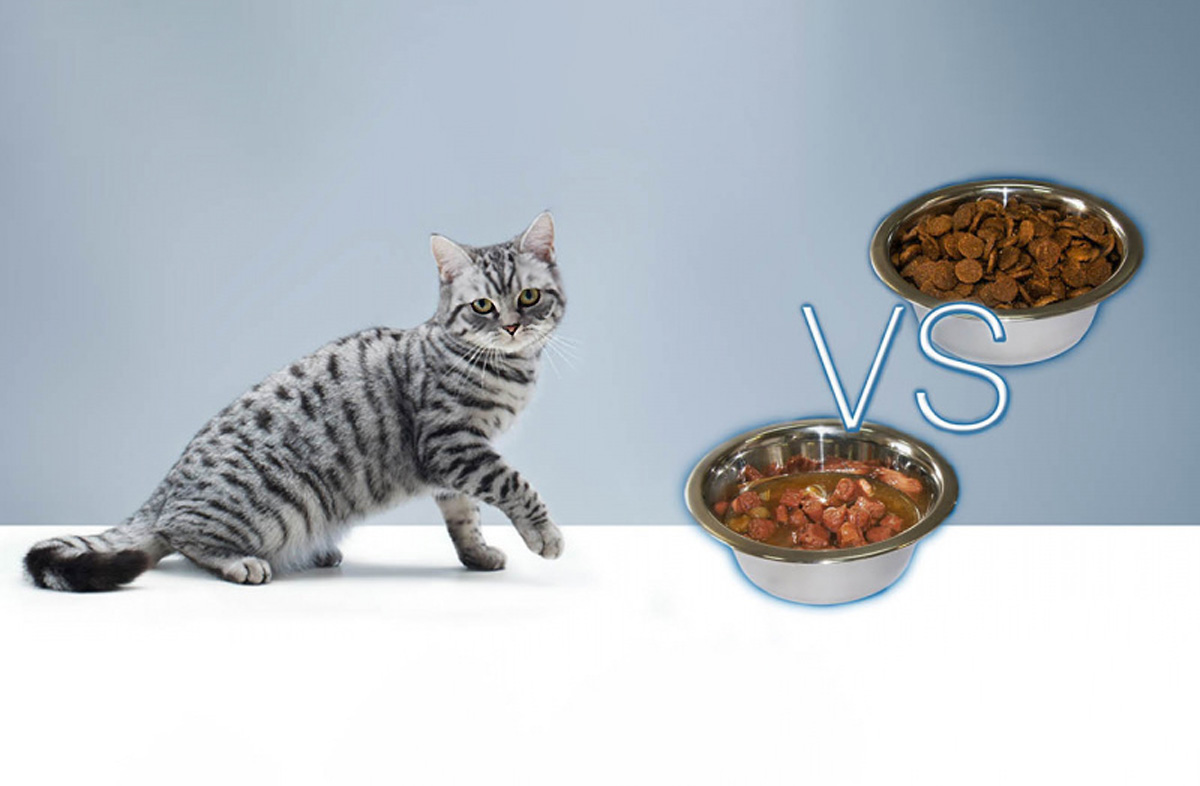 Можно ли кормить кошку сухим и влажным кормом