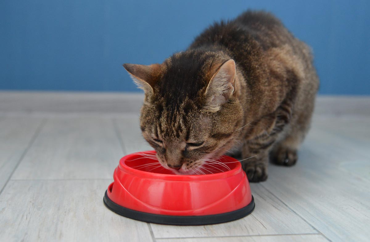 Можно ли давать кошкам сухой корм