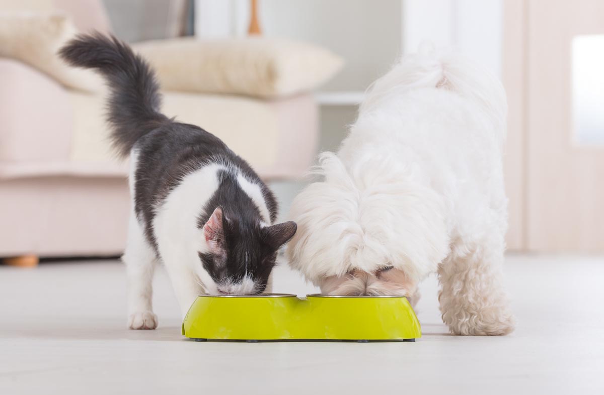 Можно ли давать сухой корм: 5 мифов о питании собак и кошек