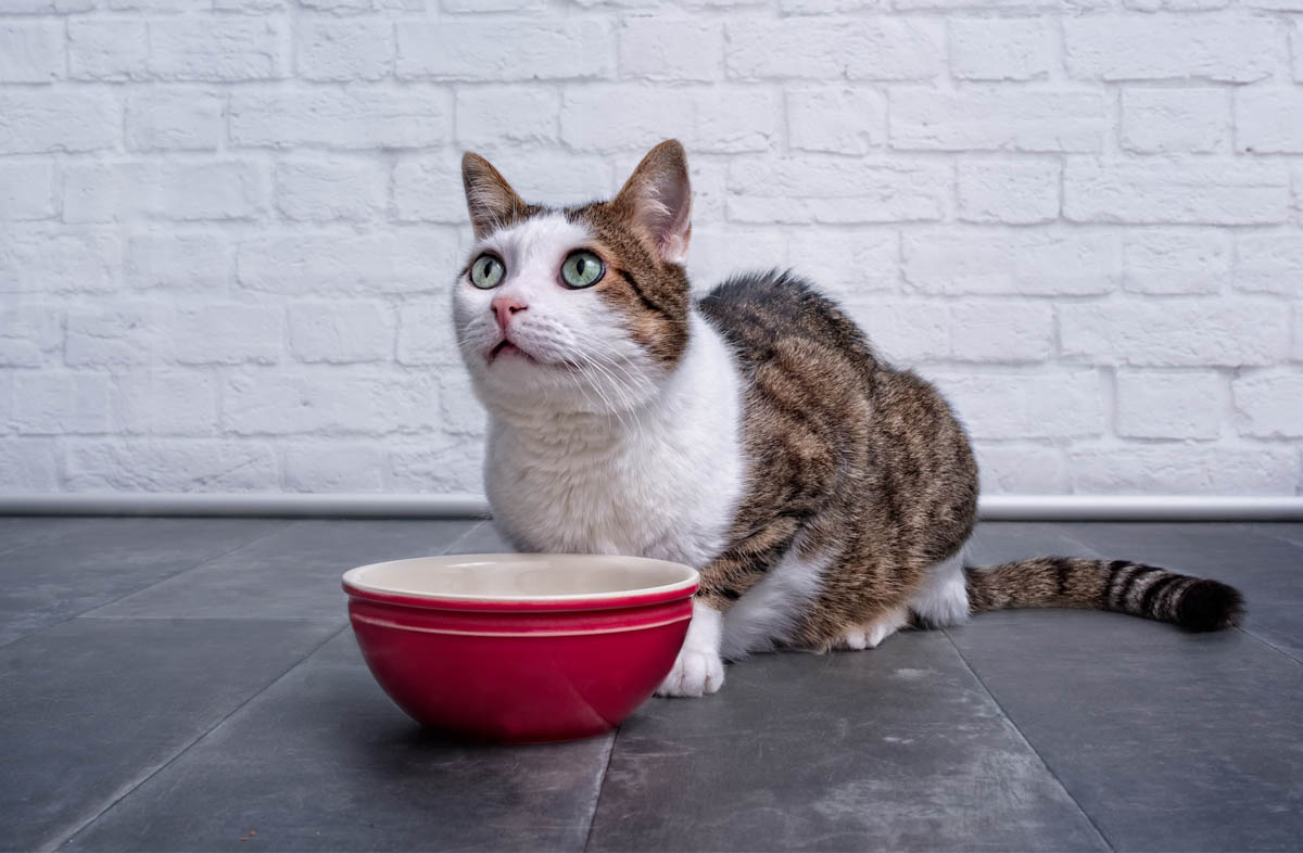 Можно ли кормить кошку разными сухими кормами