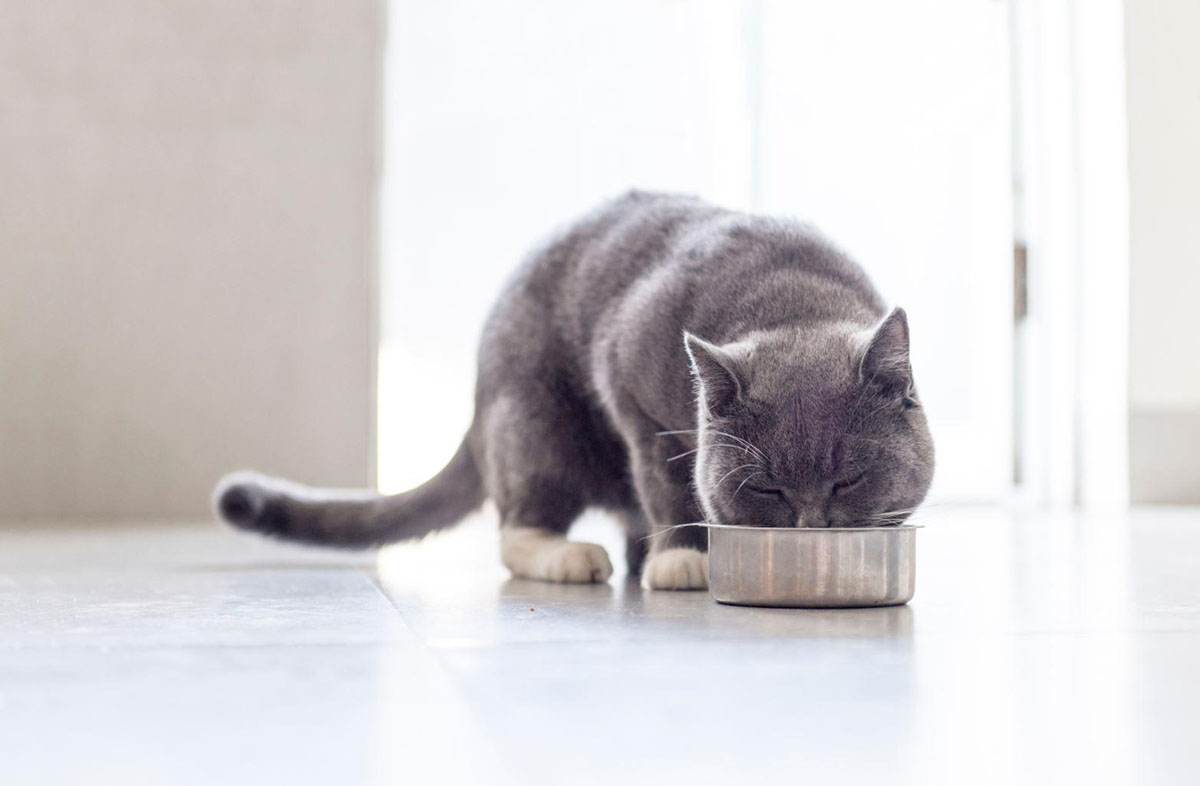 Можно ли кормить кота только сухим кормом