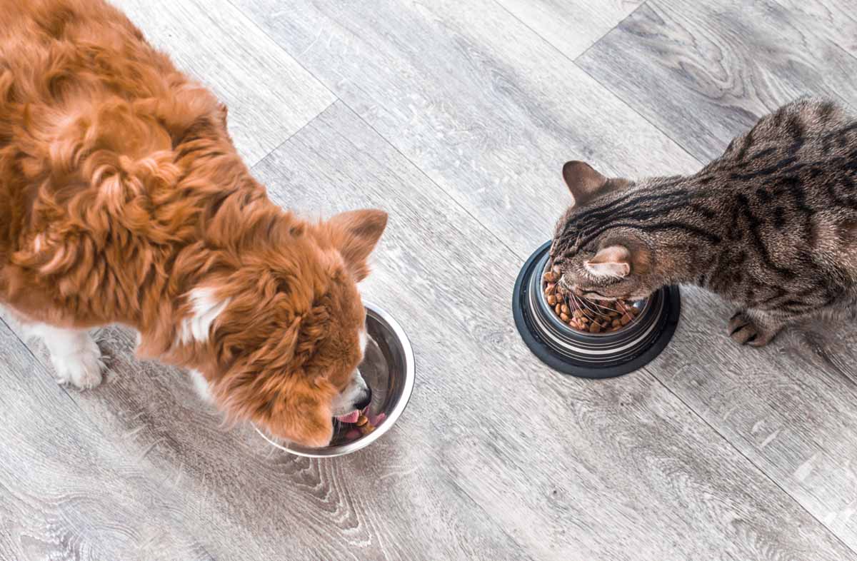 Можно ли давать кошкам собачий сухой корм или нет?