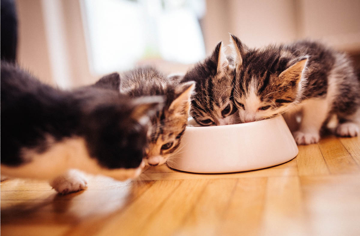 Можно ли котятам давать сухой корм