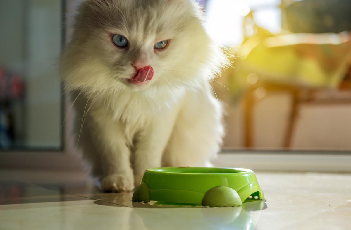 Питание кошек сухим кормом
