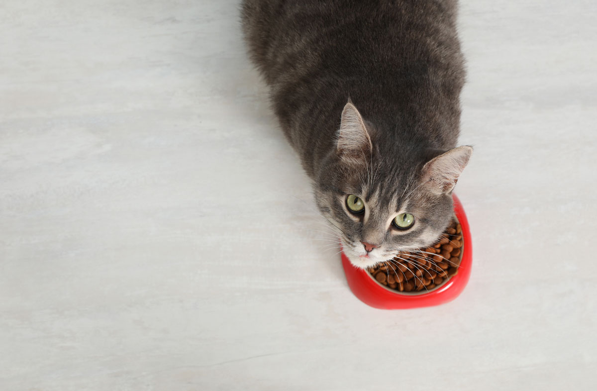 почему кот не ест сухой корм