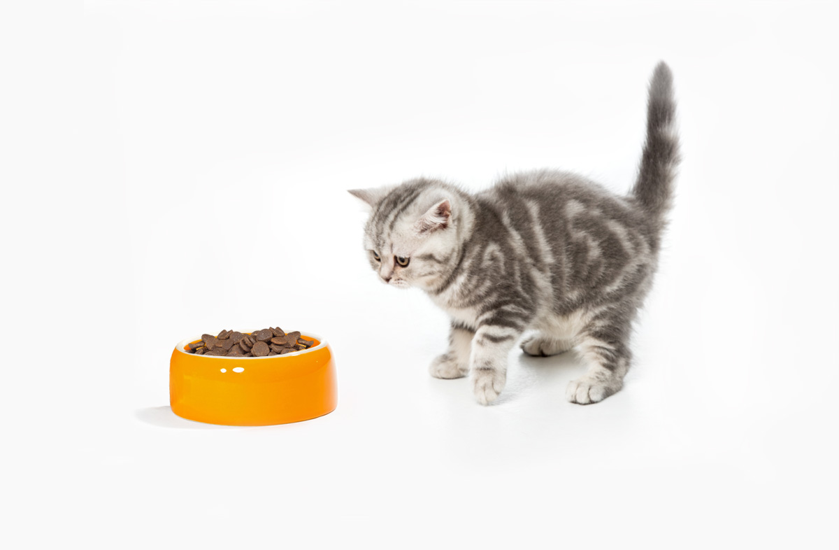 Почему котёнок не ест сухой корм