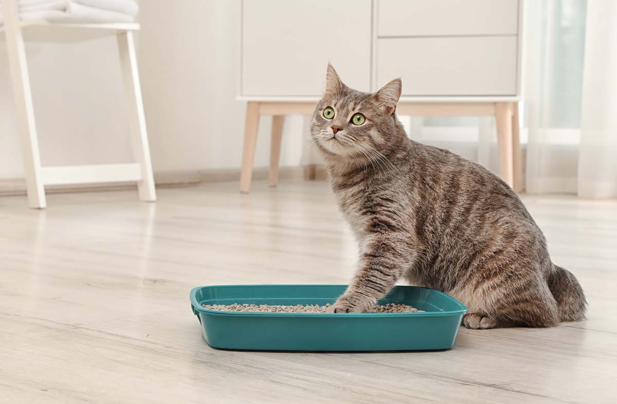 Сколько времени кошка может продержаться без корма?