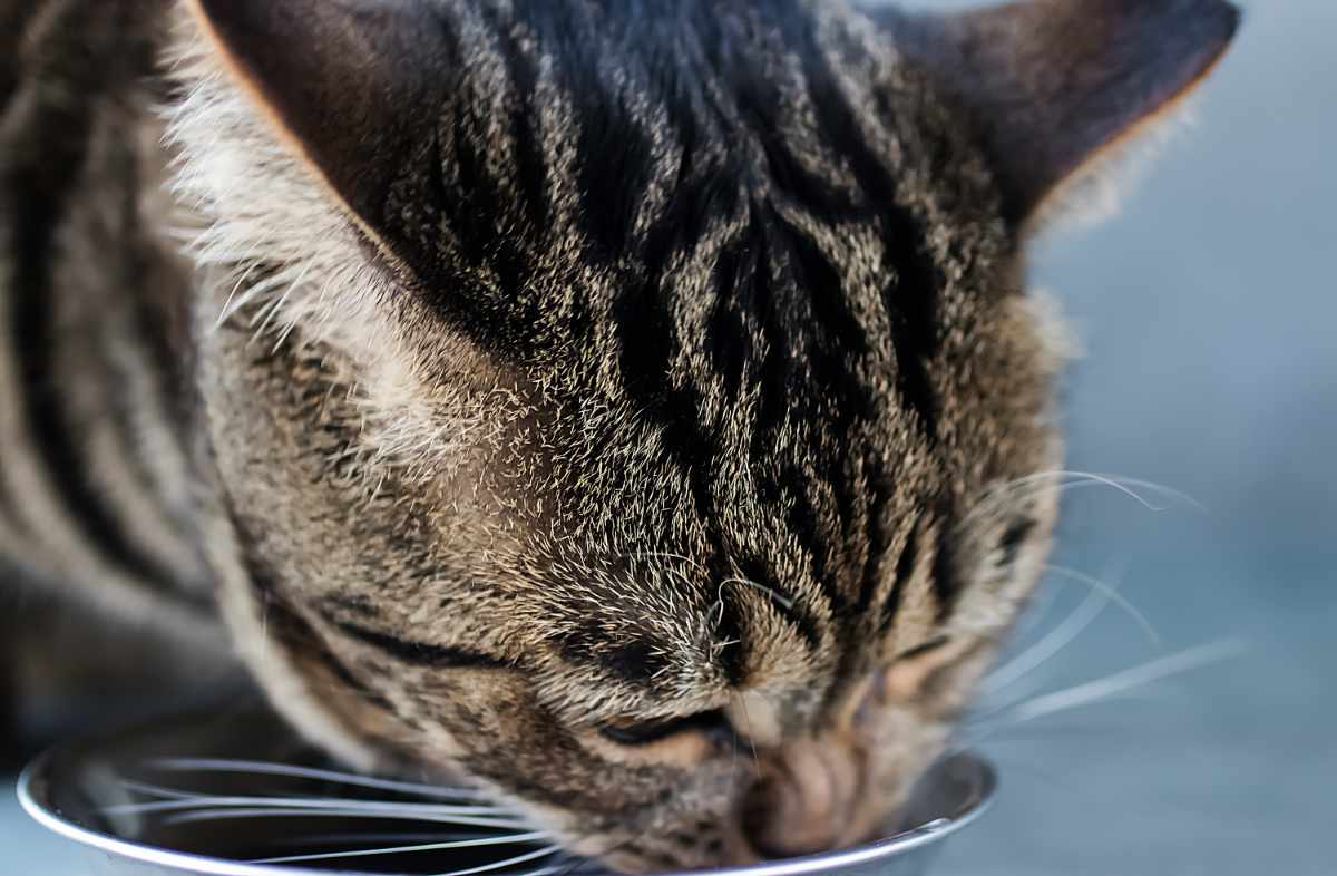 Советы по правильному кормлению котят: как составить оптимальную схему питания
