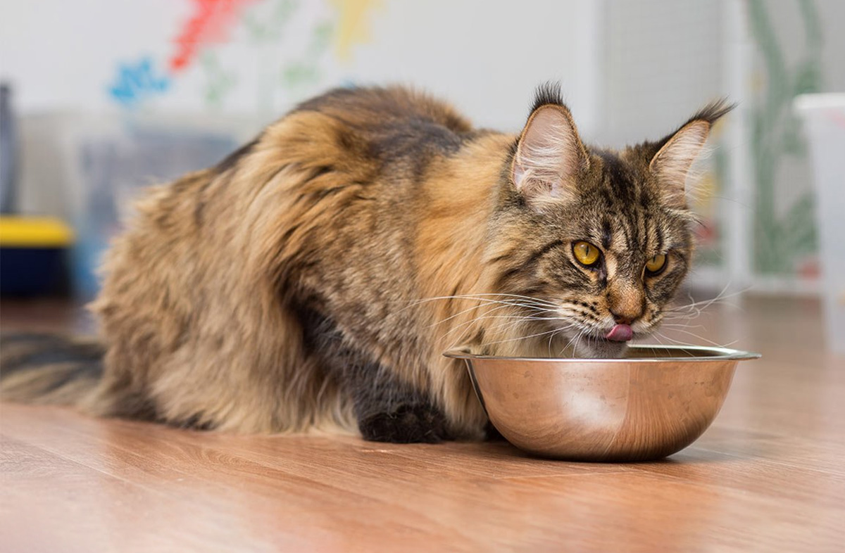 Cколько раз кормить кота сухим кормом