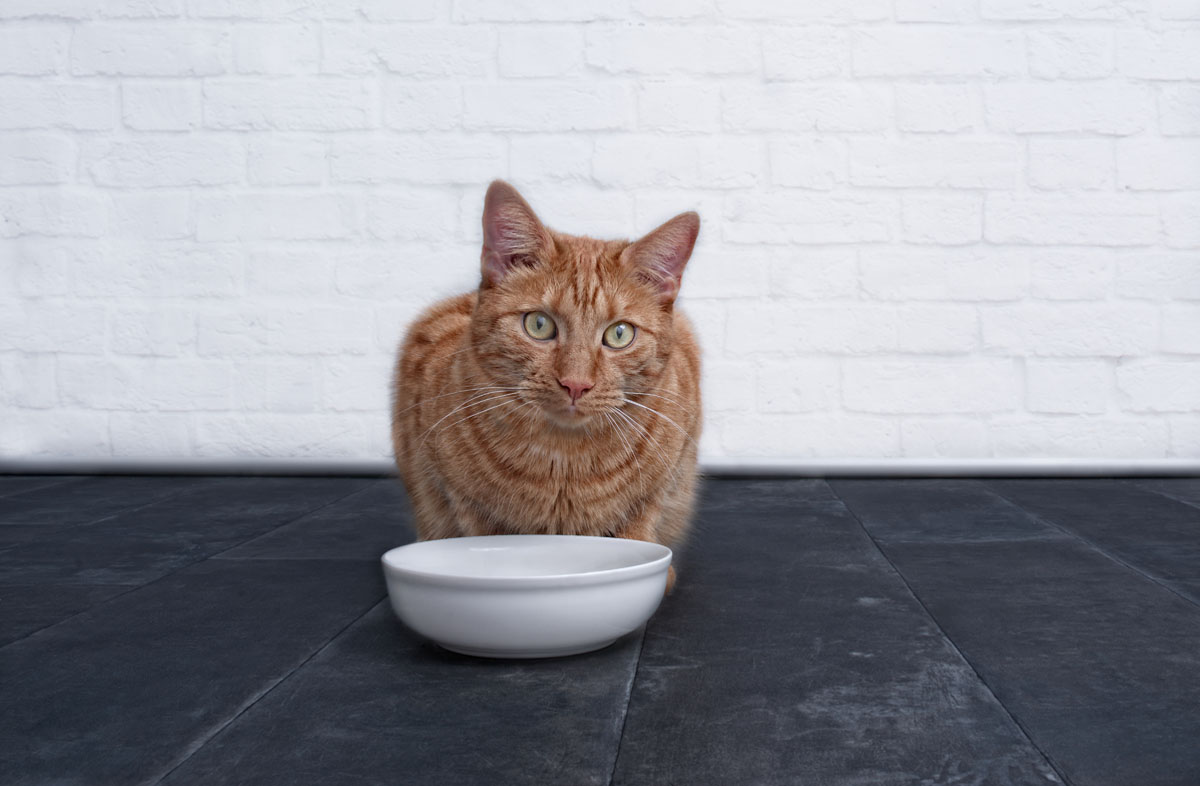 Сколько раз кормить кошку сухим кормом