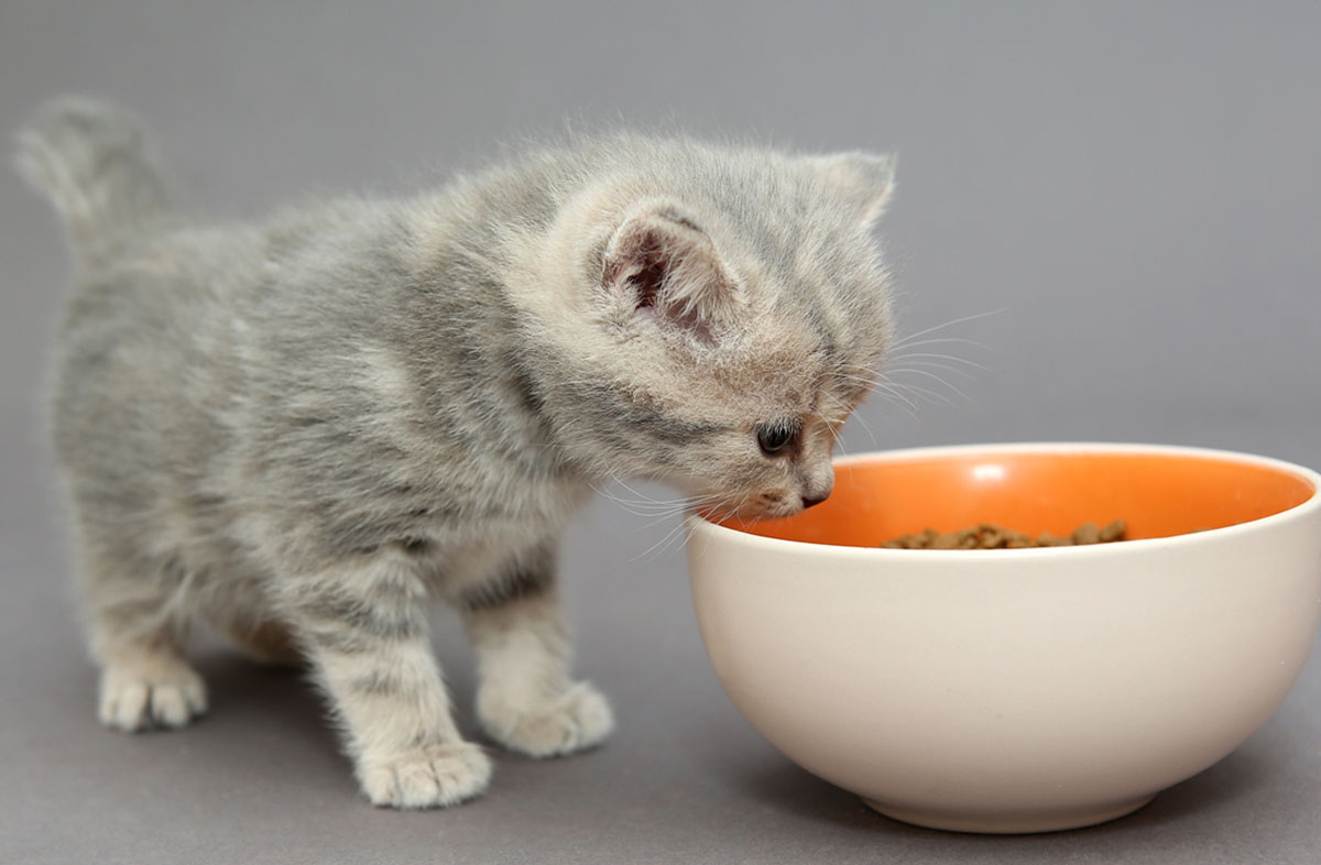 Сколько раз кормить котёнка сухим кормом