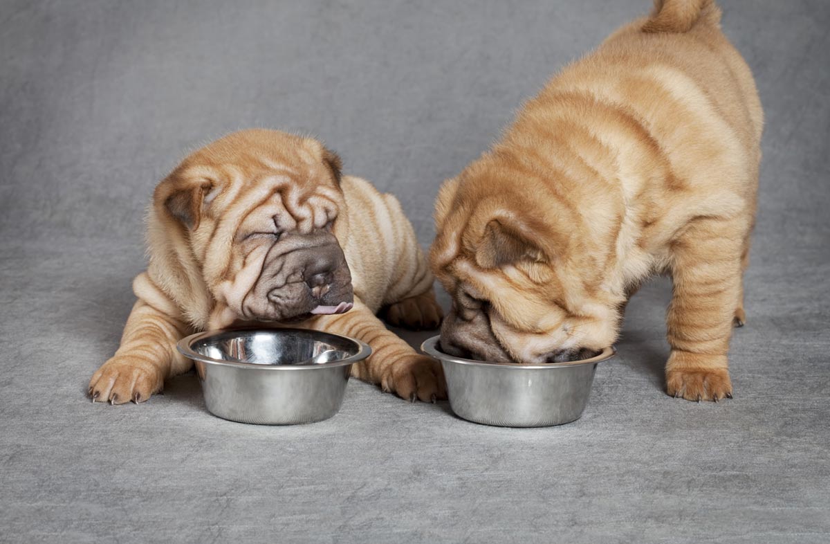 Сколько раз кормить щенка сухим кормом — расписание кормлений