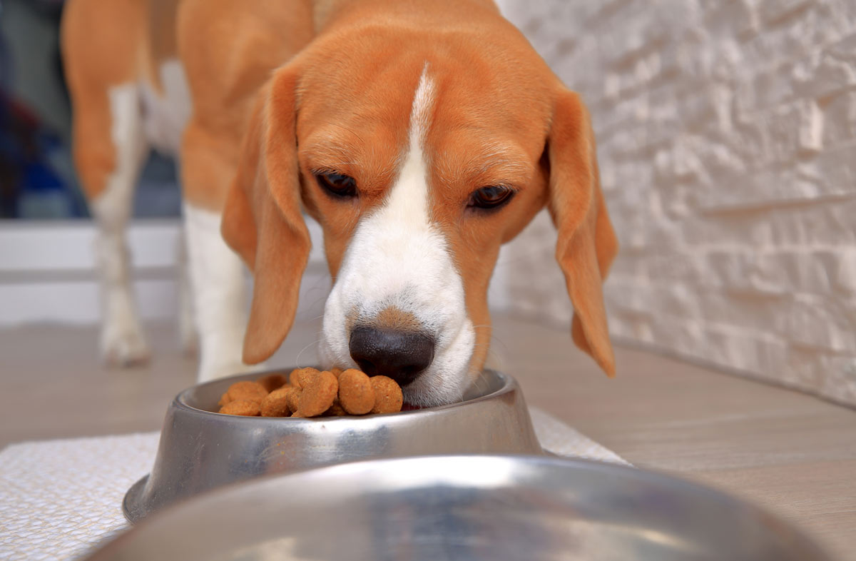 Сколько раз кормить собаку сухим кормом