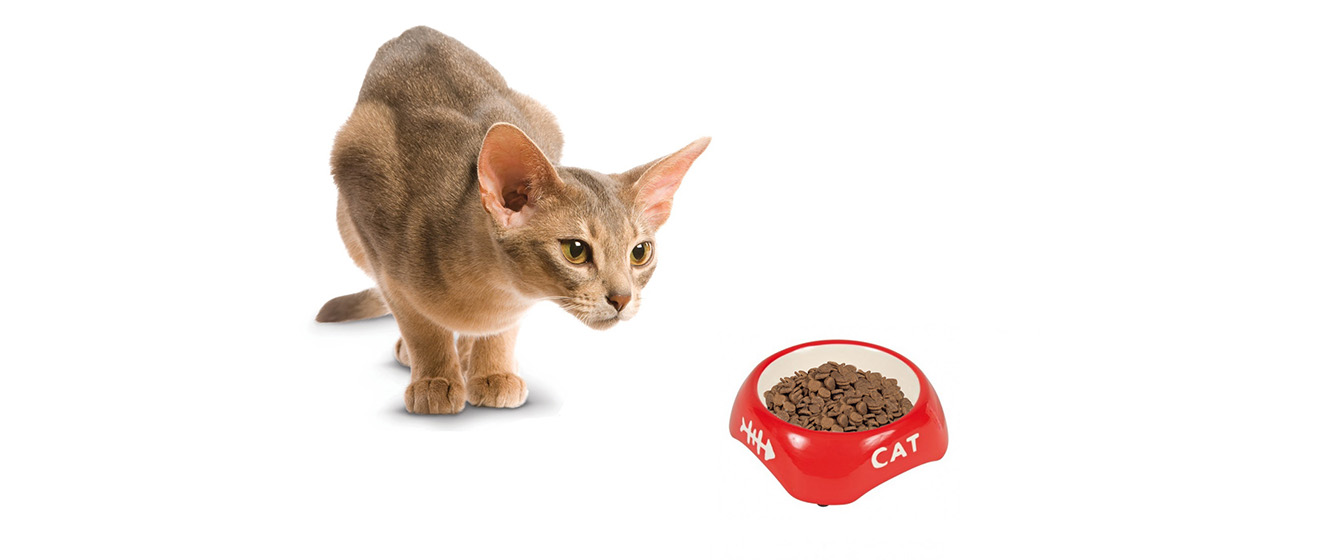 Сколько сухого корма нужно давать в день коту: определяем норму