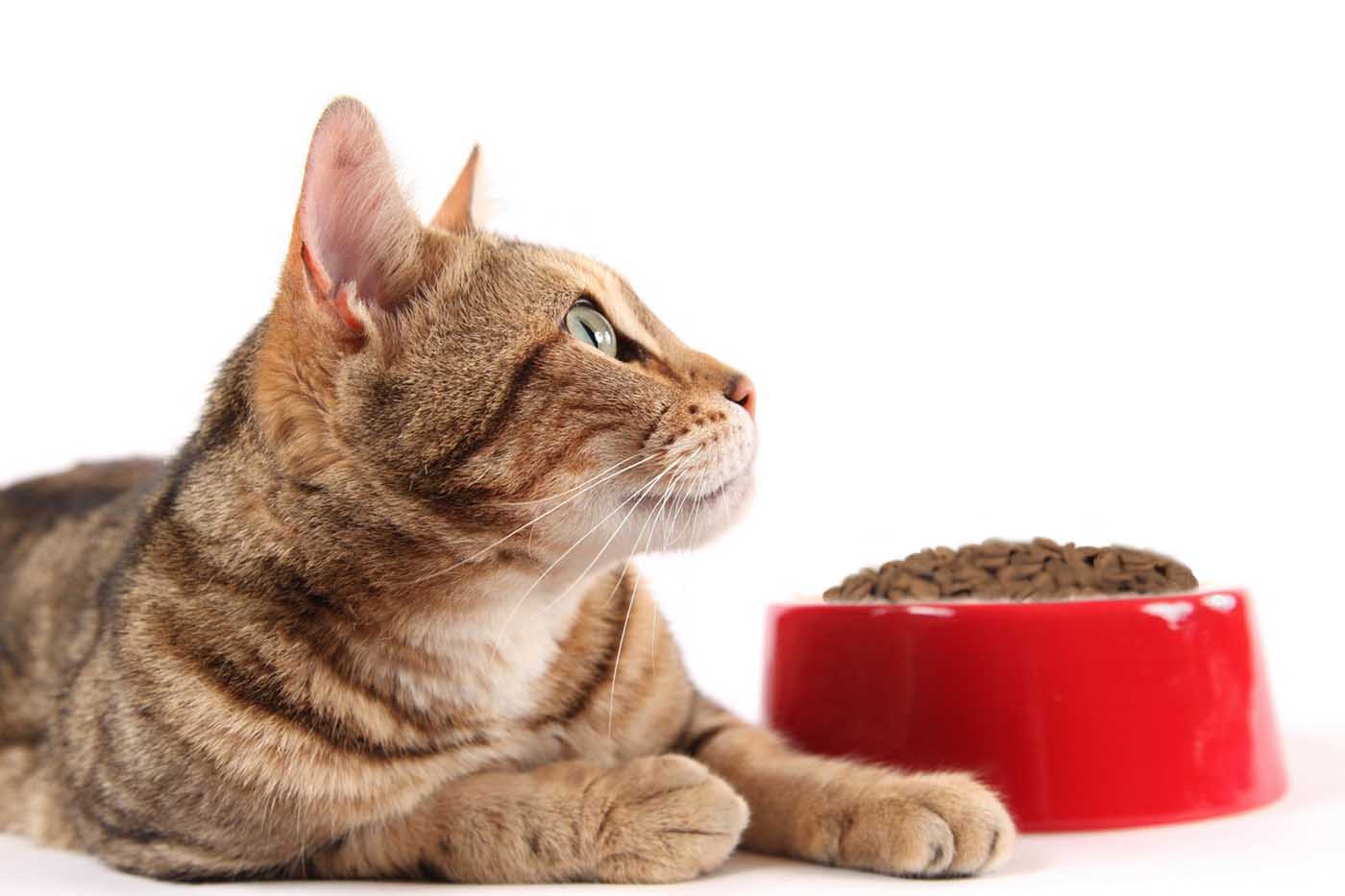 Сухой корм для профилактики МКБ у кошек