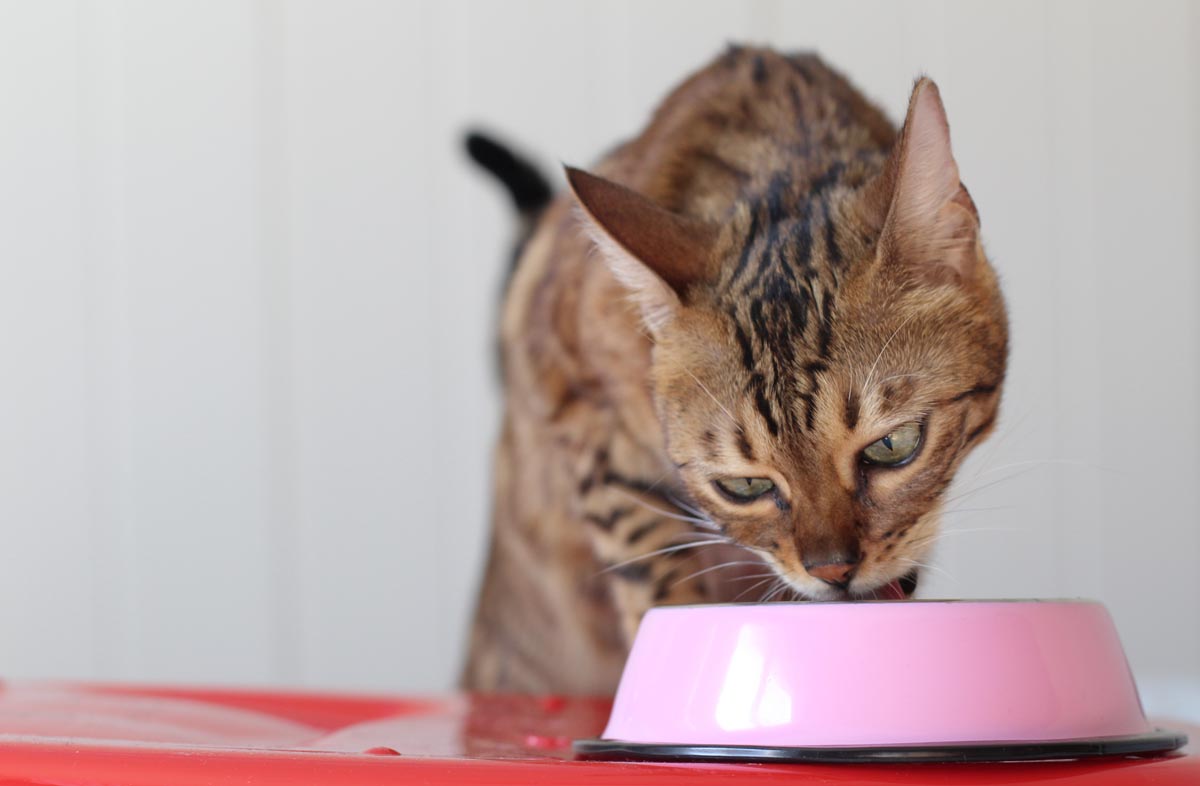 Высокобелковое питание для кошек