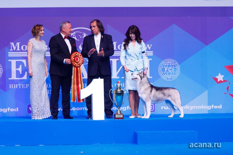 Фото с выставки собак Евразия 2018