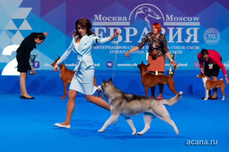 Кто был с собакой в крокусе. Крокус Сити Экспо выставки собак. Крокус Сити Холл выставка собак. Евразия Москва для собак. Выставка собак в Крокус Экспо булли.