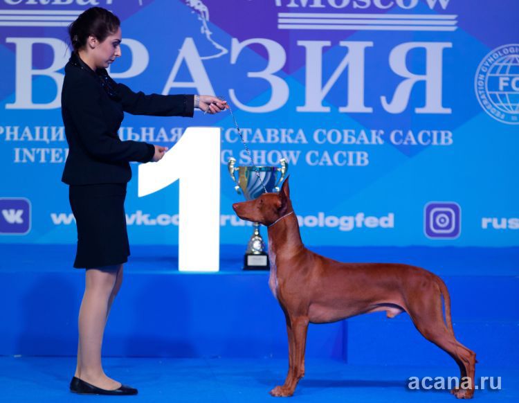 Выставка собак Евразия-2018