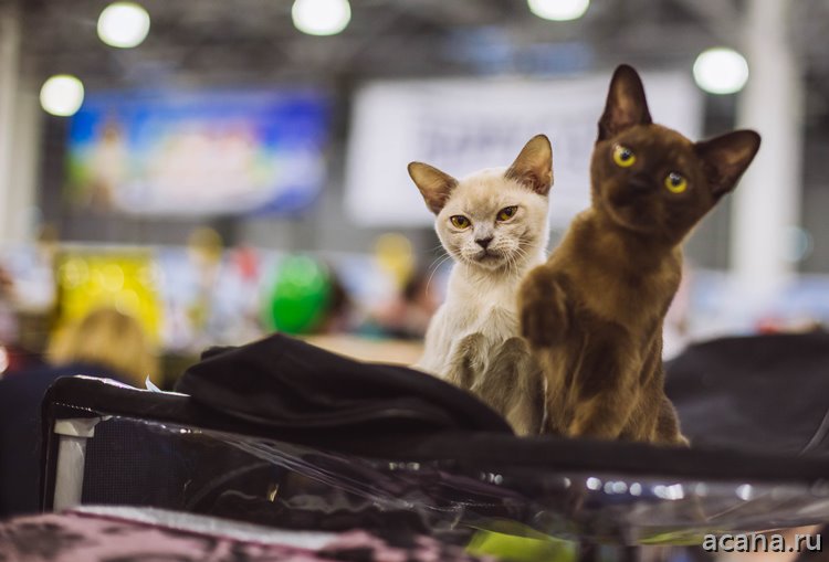 Фото с выставки кошек «Кэтсбург 2018» в Москве