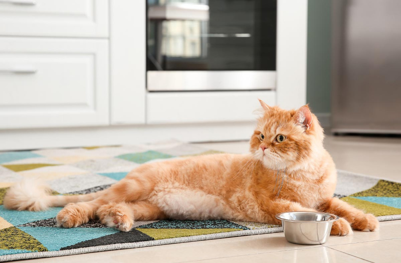 Чем лучше кормить кота: натуралкой или сухим кормом