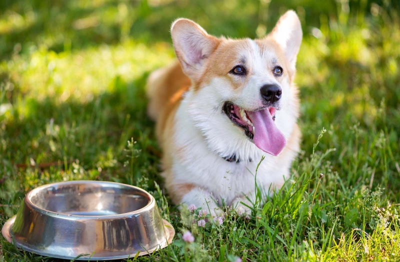 Каким должно быть питание собак в жару