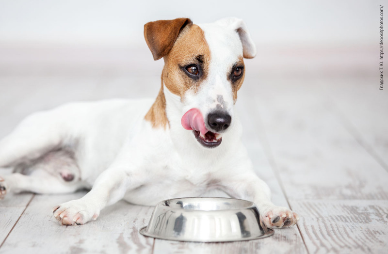 Особенности питания собак