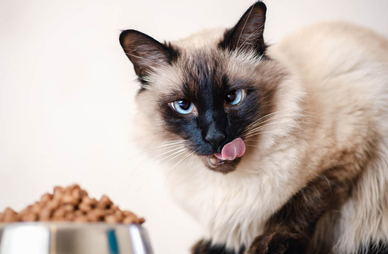 Переедание у кошек: симптомы и лечение