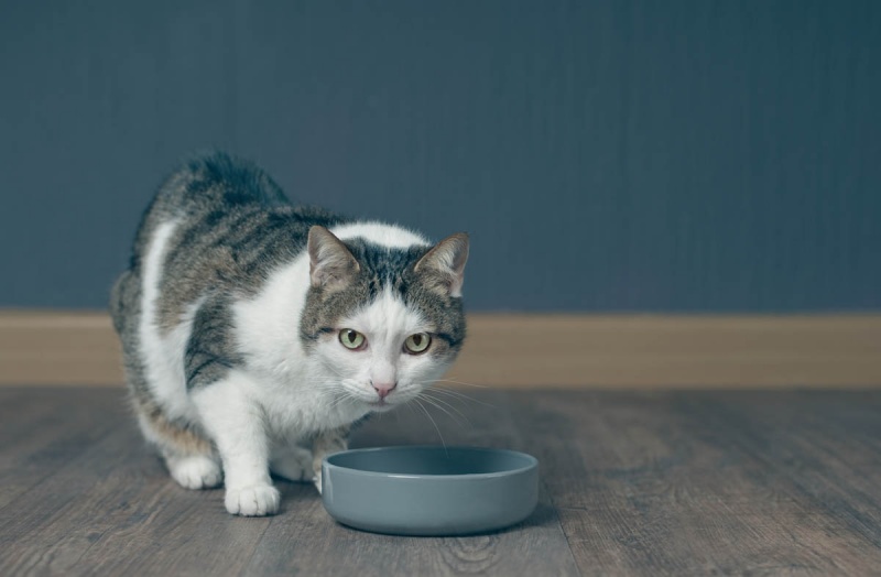 Содержание белка в сухом корме для кошек