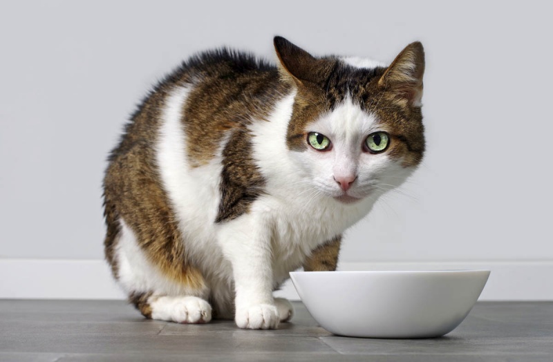 Выпускается ли корм для кошек без белка